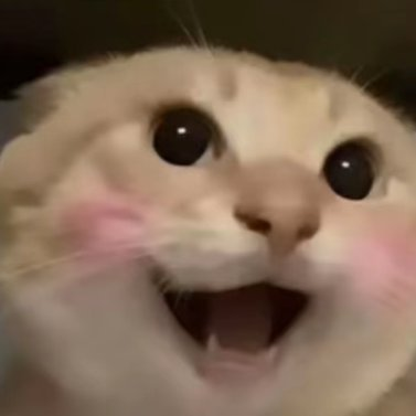 什么是哈基米（HAJIMI）：由中国猫文化与社区共识驱动的 BNB Chain 迷因代币 image 1