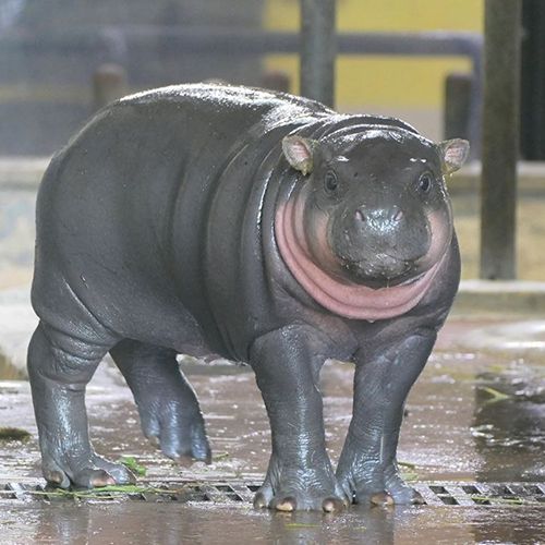 What is Iroha (IROHA): A Solana Memecoin Inspired by Japan’s Baby Hippo Story image 1