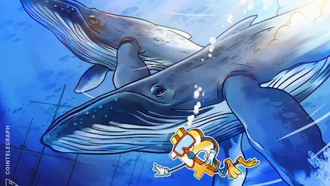 Bitcoin 'dumb money sells' as whales, sharks add 328K BTC in a month