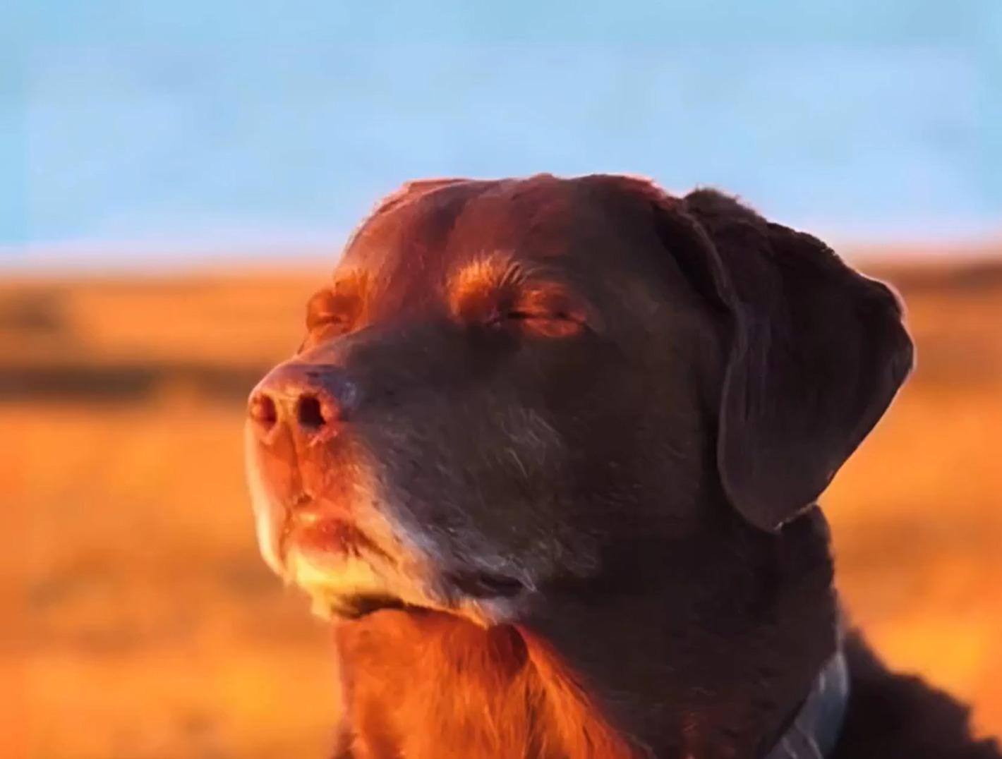 What Is Dog with eyes closed (RELAX): The Gas-Efficient Solana Meme Coin Built Around the “Dog Closing His Eyes” Trend image 1