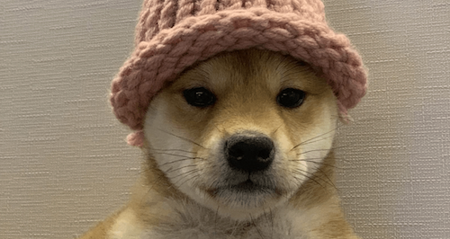 Dogwifhat memecoin's iconic photo sold as NFT for $4.3 million