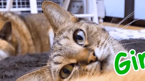 Ginnan El Gato (GINNAN): el hermano gato de DOGE, ¿aumento potencial de más del 1000%?