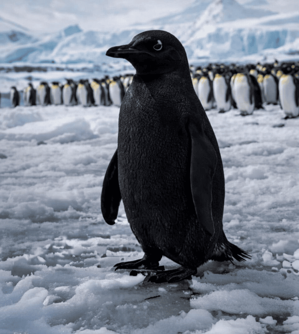 What Is The Black Penguin (BPENGU): From “White House Meme” Chatter to On-Chain Volatility image 1