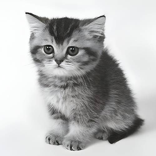What Is Nuclear war is bad for Kittens (KITTENS): The Solana Memecoin Reflecting US-Iran Geopolitical Tension image 1