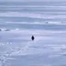 The Holy Penguin