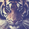 Drunken tiger