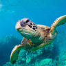 wayofTurtle