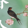yuxueliang