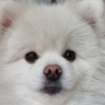 somdong
