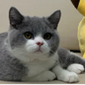 Fat cat