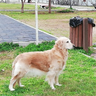 Dolly