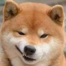 bitch doge