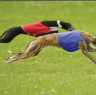racingdog