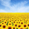 Sunflower22