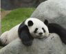 Mr.Panda