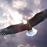Soaring Free