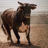 TheBigBull