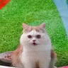 Kitty-Senpai