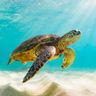 Turtle_3