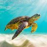 Turtle_1