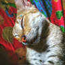 hellokitlee