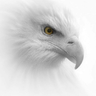 White-Eagle