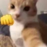 芝士阿狸PriceAction