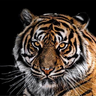 Pantheratigris