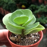 杰生交易探索