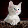 Cat-1