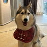 HuskyWinner