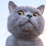 猫大侠!