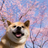 我有一个梦想