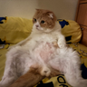 catFutures