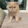 meew