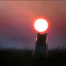 Lonely cat