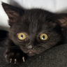 黑猫判官