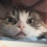 CatTraderMiau
