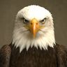 Ultimate-Eagle