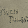 Twin_Tulips