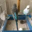 CryptoBirdMillions