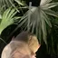 观U卡