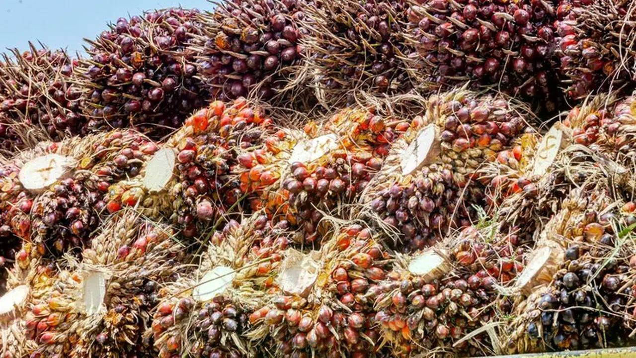 Harga Referensi CPO Agustus Turun Imbas Lesunya Pasar India image 0