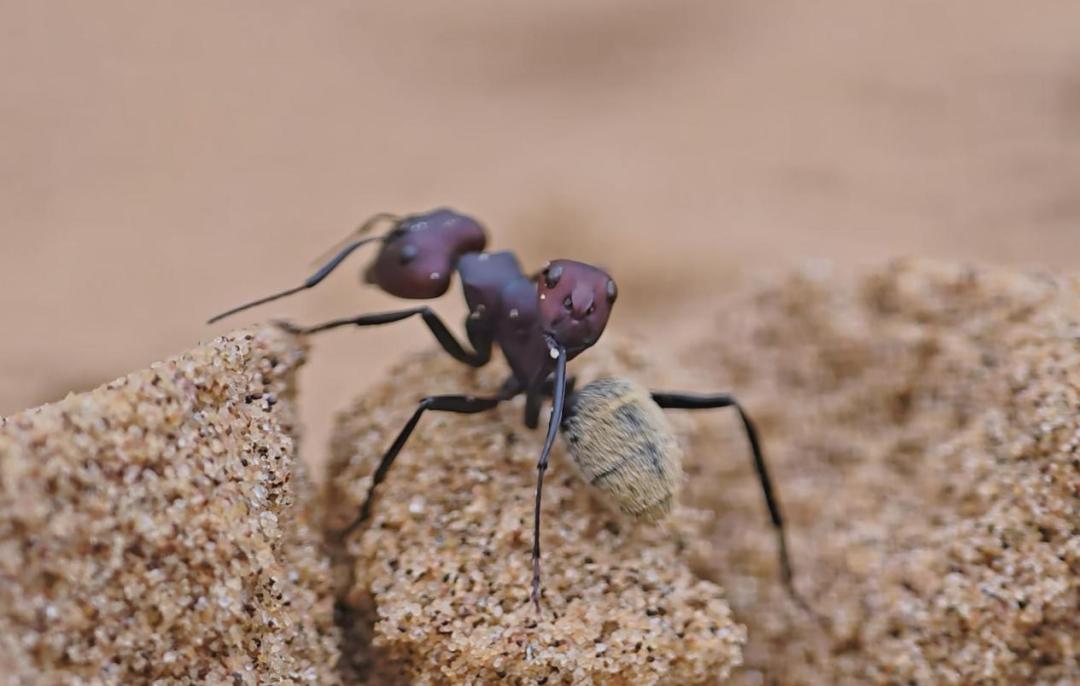 Snapdragon Imaging, papunta sa "di-narating na hangganan"