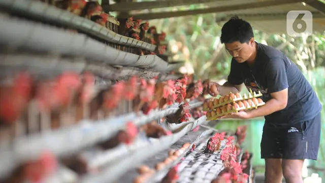 Wamentan Minta Peternak Ayam Sesuaikan Kalender Produksi dengan Jadwal MBG image 2