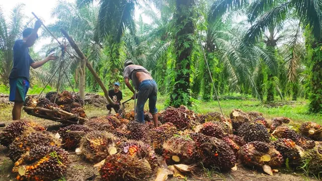 Kopdes Merah Putih Bisa Dapat Alokasi Dana Peremajaan Kelapa Sawit image 2