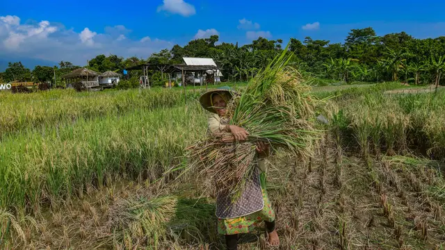 Target 4 Juta Ton Capai September, Bos Bulog Garansi Tetap Borong Beras Petani image 2
