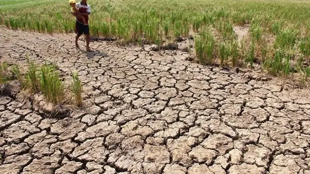 Dunia Hadapi Super El Nino, Harga Beras hingga Kopi Bisa Melonjak 100% image 2