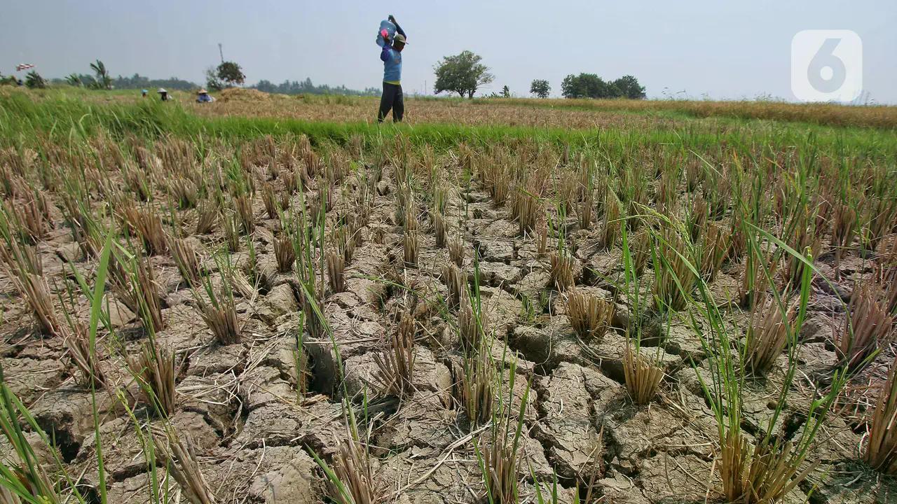 Dunia Hadapi Super El Nino, Harga Beras hingga Kopi Bisa Melonjak 100% image 0