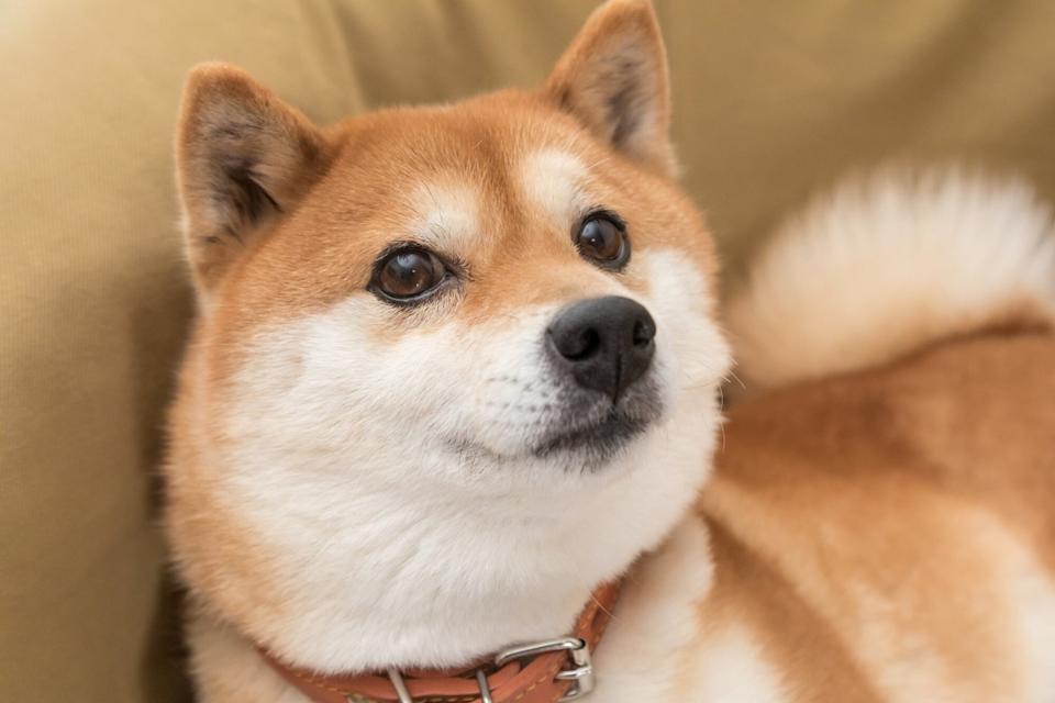 Why Shiba Inu Continues to Rise